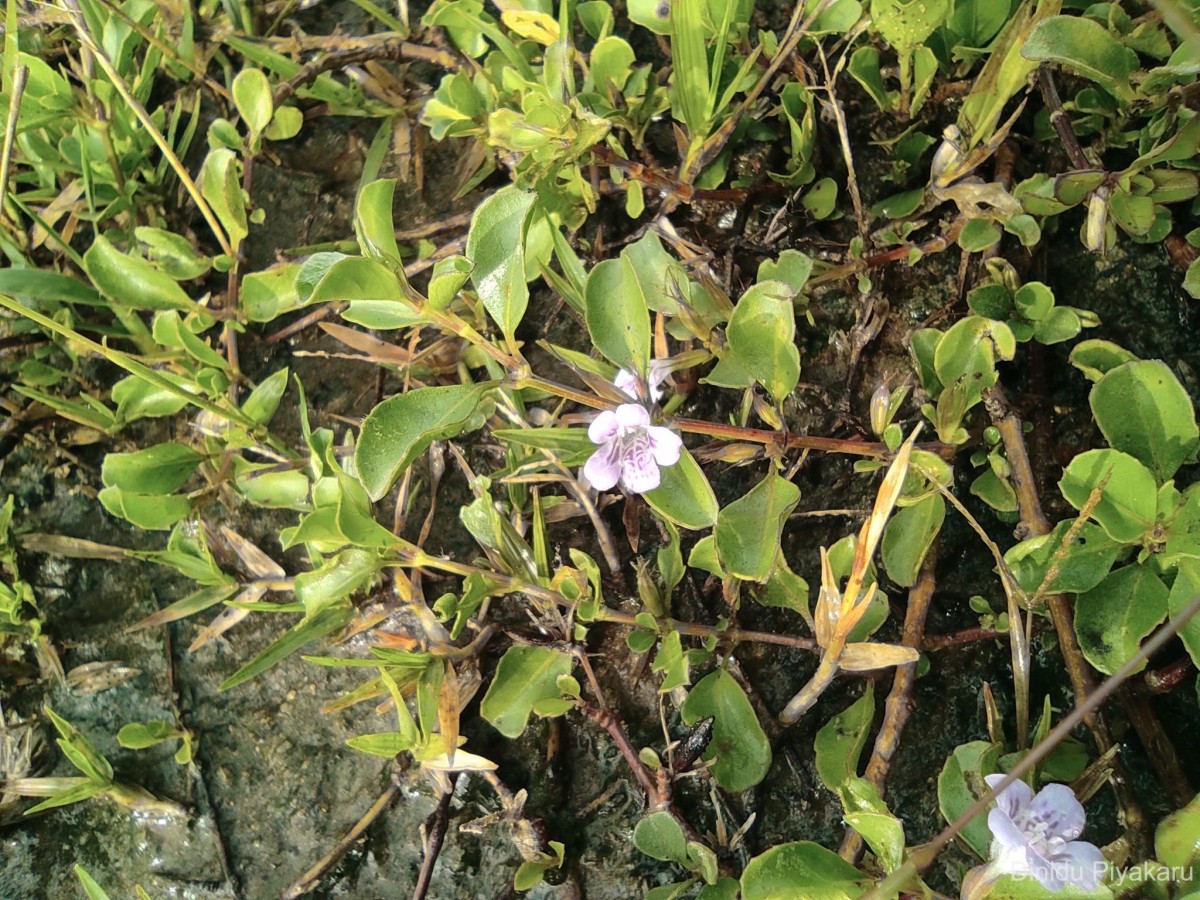 Dyschoriste madurensis (Burm.f.) Kuntze